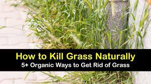 Then, mow the grass as close to the ground as possible. How To Kill Grass Naturally 5 Organic Ways To Get Rid Of Grass