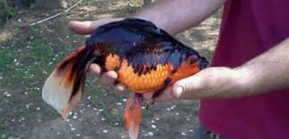 How big can goldfish get ,there is a very important issue that the people who feed they should know. This Incredible Backyard Pond Find Is Making Everyone Re Think Walmart Goldfish