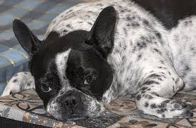 Hitam adalah warna yang dikaitkan dengan kegelapan dan perasaan berkabung. Halaman 6 Gratis Bulldog Foto Piqsels
