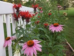 Bee Balms Facts Guide To Grow And Care For Monarda Growit Buildit