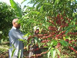 The uganda coffee development authority is a government agency mandated to promote and oversee the coffee industry by supporting research,. Uganda Coffee Production And Exports Seen Flat On Year In 2014 15 Comunicaffe International