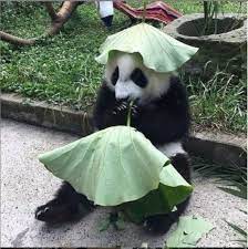 making my costume for the school play thepandalife com panda thepandalife pandabear ilovepandas bear animal fluffy cute 可愛すぎる動物 パンダ 赤ちゃん パンダ
