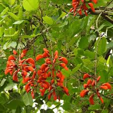 Image result for Erythrina falcata