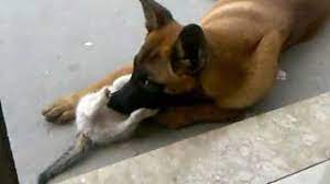 Belgian malinois's origin, price, personality, life span, health, grooming, shedding, hypoallergenic, weight, size & more belgian malinois information & dog breed facts. Malinois Vs Cat Youtube