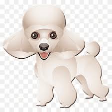 Check spelling or type a new query. Miniature Poodle Png Images Pngwing