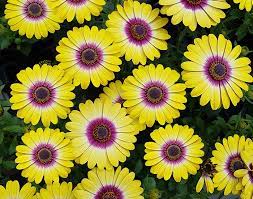 Buketi i aranžmani po narudžbi Osteospermum Ili Africka Ivancica Tvornica Cvijeca Facebook