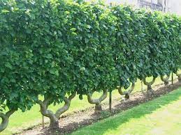 planter un espalier ou une palmette chez vous amenagement jardin haie jardin permaculture idees jardin