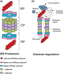 The proteasome is a large protein complex consisting of a proteolytic core called the 20s particle and the most common form is the 26s proteasome containing one 20s core particle and two 19s. The Ubiquitin Proteasome System Central Modifier Of Plant Signalling Sadanandom 2012 New Phytologist Wiley Online Library