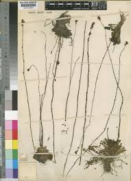 Image result for Genlisea margaretae