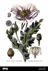 Image result for Papaveraceae