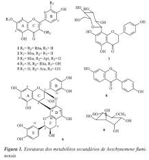 Image result for Aeschynomene stolzii
