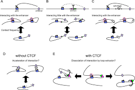 Controlling gene activation by enhancers through a drug-inducible  topological insulator