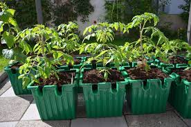 The tomato planter was designed for commercial gardeners but is so easy to use, anyone from 5 years old to 95 years old can use it with ease. Best Self Watering Planter For Tomatoes Tomato Growing