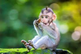 They have extensive dietary requirements and require a wide variety of foods. Buying A Pet Monkey How Much Does A Baby Monkey Cost