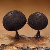 Image result for Melanospermum