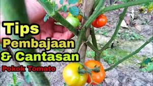 Pastikan untuk memilih lahan yang biasa tanam tomat dengan jarak sekitar 60 cm antara satu tanaman dengan tanaman lainnya. Tanam Tomato Tips Pembajaan Dan Cantasan How To Fertilize And Prune Tomatoes Youtube