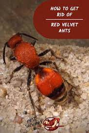 Pin On Ants