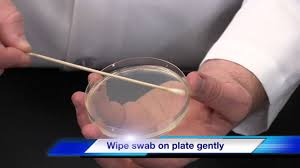 Assay of antimicrobial activity using disc diffusion method the 20 ml of sterilized muller hinton agar was poured into sterile petriplates, after solidification, 100 µl of fresh culture of human pathogens were swabbed on the respective plates. Kirby Bauer Disk Diffusion Method Youtube