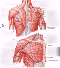 Anatomically, the chest is divided into two main regions Shoulder Back Chest Muscles Diagram Quizlet
