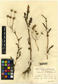 Image result for Senecio sp.no.1