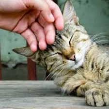 Ruyada Kedi Olusu Gormek Ne Anlama Gelir Neye Isarettir Ruya Tabirleri