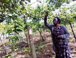 In this article, we look at the health benefits and nutritional value of passion fruit. Priceless Tips On Profitable Passion Fruit Growing Business Focus