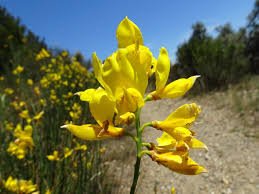 Image result for Spartium