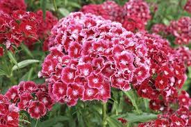 Top 10 Most Popular Flowers To Plant In Your Garden Topteny Com Flowers Perennials Dianthus Barbatus Garden Flowers Perennials