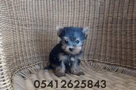 Satilik Yorkshire Terrier Yavru 05412625843