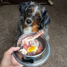 Check spelling or type a new query. Is It Safe For Dogs To Eat Raw Meat Www Macj Com Br