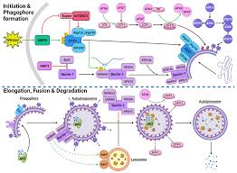 Autophagy in Pancreatic Cancer | Encyclopedia MDPI