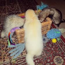 Check spelling or type a new query. Ferret Enrichment Ideas 11 Easy Ways To Keep Your Pet Busy