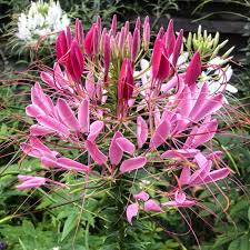 Image result for Cleome macrophylla
