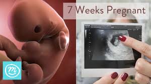 7 Weeks Pregnant What To Expect Channel Mum
