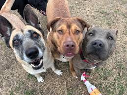 Three Little Pitties Rescue Adoptable Pets