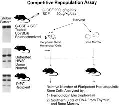 Normal karyotype and endogenous expression of pluripotent markers. Efficient Retrovirus Transduction Of Mouse Pluripotent Hematopoietic Stem Cells Mobilized Into The Peripheral Blood By Treatment With Granulocyte Colony Stimulating Factor And Stem Cell Factor Sciencedirect