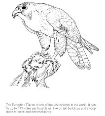 Falcon Coloring Page Animals Town Animal Color Sheets Falcon Picture Animal Coloring Books Bird Coloring Pages Animal Coloring Pages