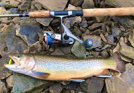 Check spelling or type a new query. Management Plan Would Protect Wild Brook Trout Enhance Fishing Opportunities Pittsburgh Post Gazette