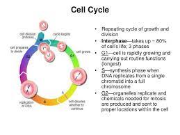 We did not find results for: Ppt Cell Cycle Powerpoint Presentation Free Download Id 5785357