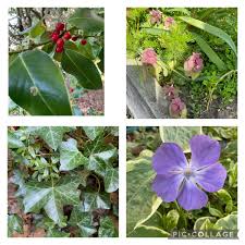 The ground has only recently thawed and most are waiting for just the right amount of consistent warmth and moisture before coming up. Our Place On Twitter Unpacking The Words Invasive And Indigenous We Captured The Invasive Species Around Our School Quilchenac We Saw Periwinkle Ivy Holly Red Dead Nettle And White Butterfly Bcinvasivecontest Iscbc