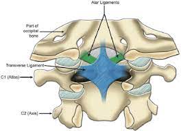 Learn vocabulary, terms and more with flashcards, games and other study tools. Posterior View Of The Atlanto Axial Joint To Observe The Transverse Download Scientific Diagram
