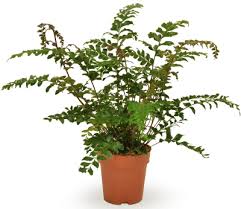 Image result for Didymochlaena truncatula