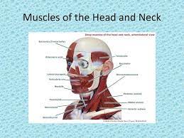 Find other anatomy structure diagrams in the. Anatomical Model Labeled Ppt Download