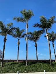 Image result for Syagrus romanzoffiana