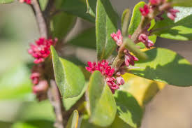 Image result for Myrsine africana