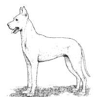 Great dane colors discussed including common and uncommon coat colors and markings of the great dane dog. Great Dane Coloring Pages Surfnetkids