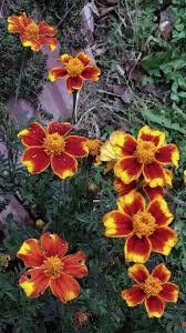 Image result for Tagetes erecta