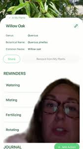 Youre Either Born A Willow or Youre Born An Oak