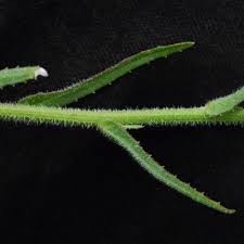 Image result for Wahlenbergia paludicola