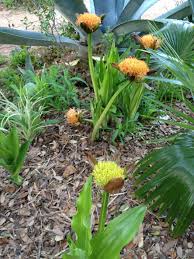 Image result for Scadoxus puniceus